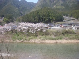 JR飯田線　沿線の桜　(佐久間レールパーク)